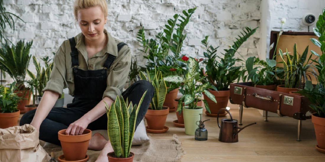 10 Best Indoor Plants for Apartment Dwellers