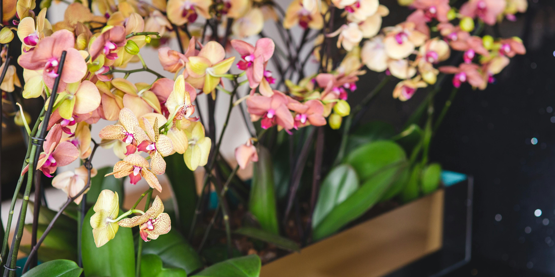 Best Finds for Indoor Plant Decor