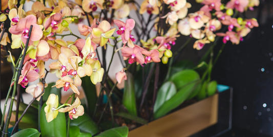 Best Finds for Indoor Plant Decor