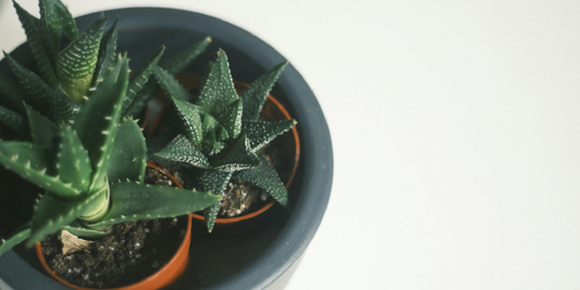 Best Gifts for Plant Lovers in 2025