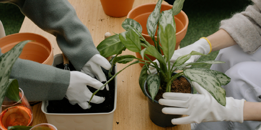 Best Grow Light Placement Tips for Shelves
