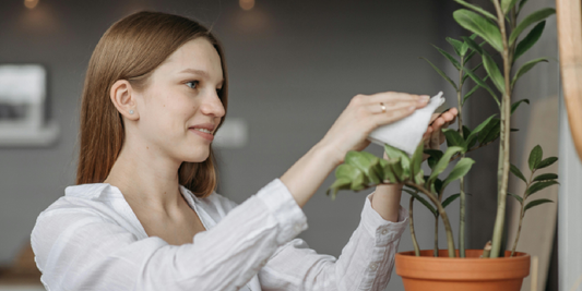 Best Indoor Gardening Setup for Renters