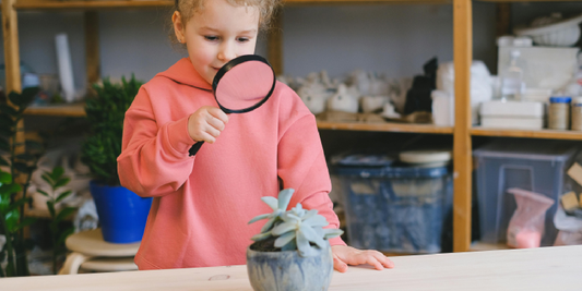 Best Indoor Plant Stands for Beginners
