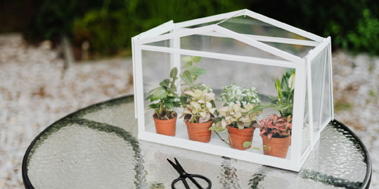Best Indoor Plants for LED Grow Lights