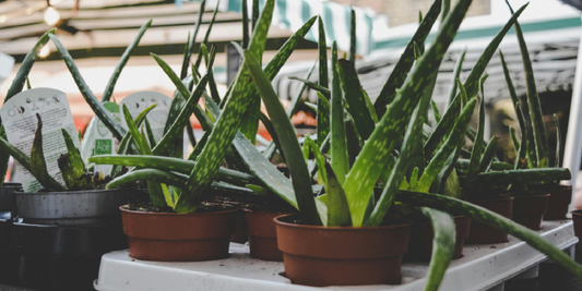 Best Plants for Low Light Indoor Spaces