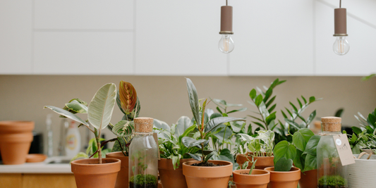 Creating a Home Plant Studio with VerdantGlow