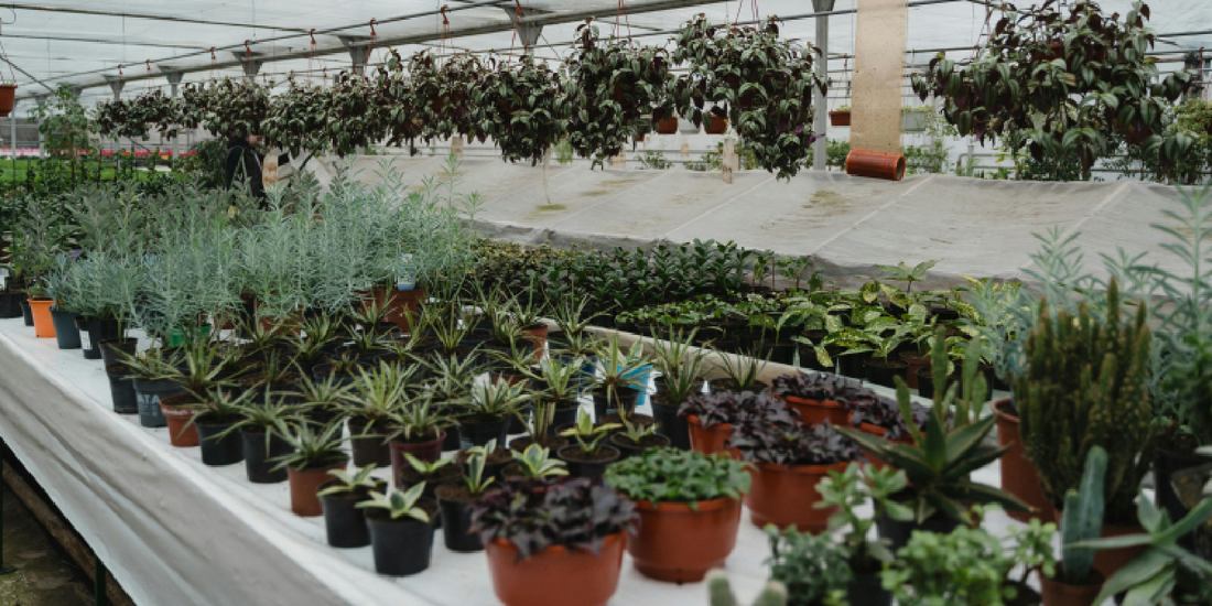 Creating a Mini Indoor Garden with 3 Herbs