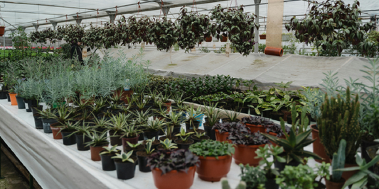 Creating a Mini Indoor Garden with 3 Herbs