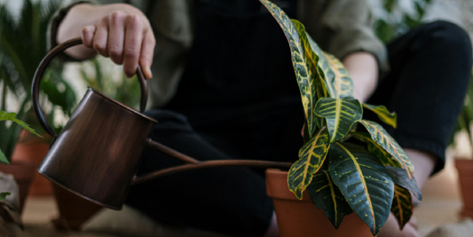 Do Plants Need Darkness to Grow?