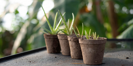 Grow Light Schedules for Indoor Plant Growth