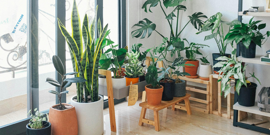 Growing Snake Plants on a Multi-Tier Shelf