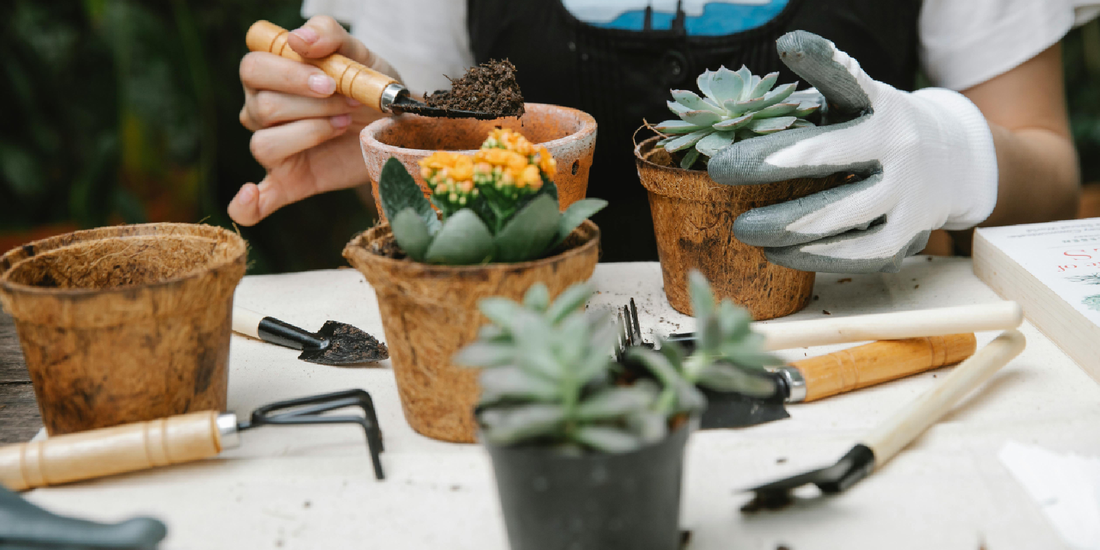 How Far Should Grow Lights Be from Plants?