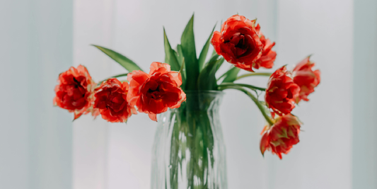 How to Add a Humidifier to Your Indoor Garden