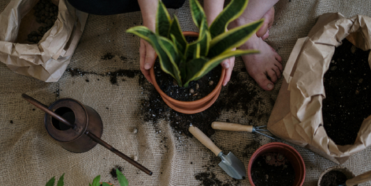 How to Build Your First Indoor Garden Corner