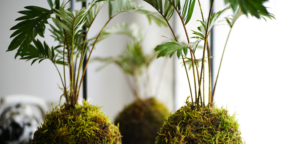 How to Choose the Right Shelf Height for Each Plant