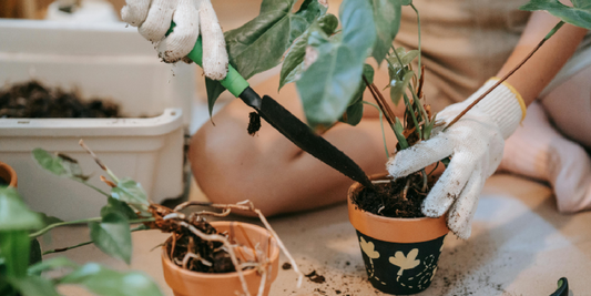 How to Extend Plant Growth Using Light Cycles