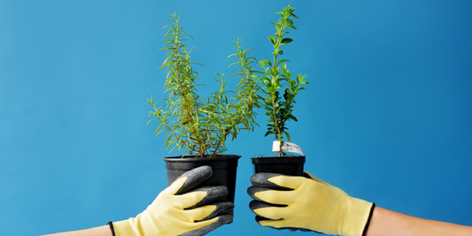 How to Grow Basil Indoors Under Light
