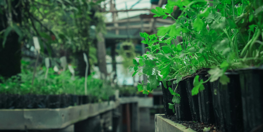 How to Grow Chives, Parsley, and Mint Indoors