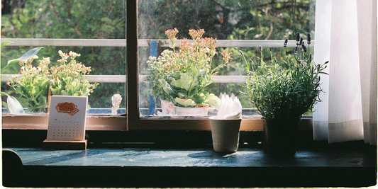 How to Grow Lavender Indoors in a Plant Stand