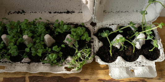How to Grow Microgreens Indoors with a Shelf