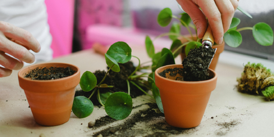 How to Grow Plants Without a Window