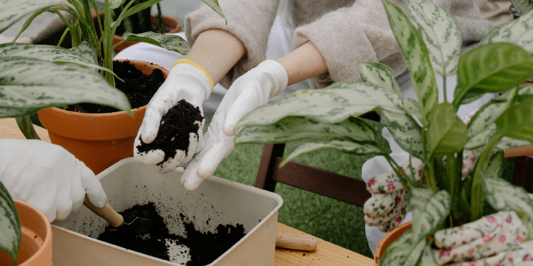 How to Help Your Indoor Plants Grow Better