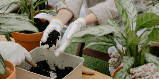 How to Help Your Indoor Plants Grow Better