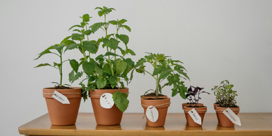How to Improve Air Circulation for Indoor Plants
