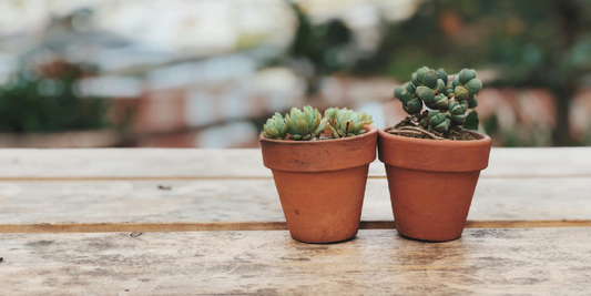 How to Incorporate Plants into Scandinavian Decor