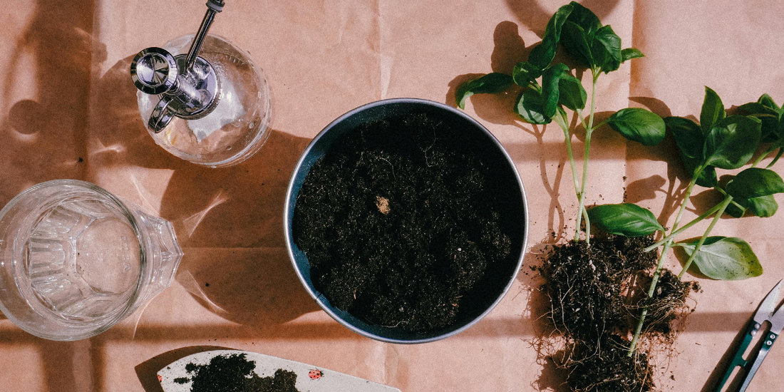 How to Make Plants the Focal Point of Any Room