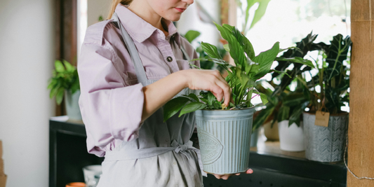 How to Measure Light Intensity for Your Plants