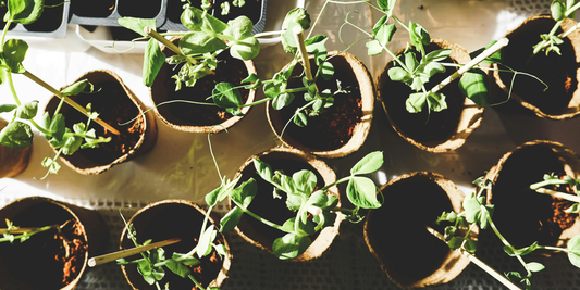 How to Propagate Plants Indoors