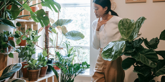 How to Repot Plants on a Multi-Tier Stand