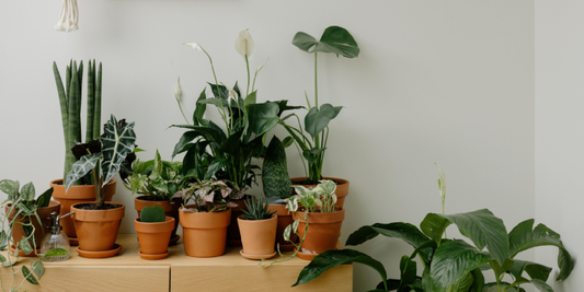 How to Repurpose Old Furniture into Plant Shelves