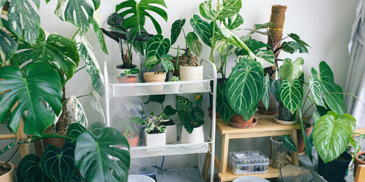 How to Rotate Plants on a Grow Light Shelf