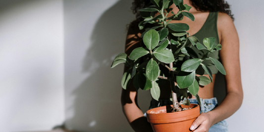 How to Style an Indoor Plant Corner with Grow Lights