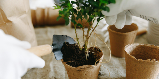 How to Train Vines and Climbers on Indoor Stands