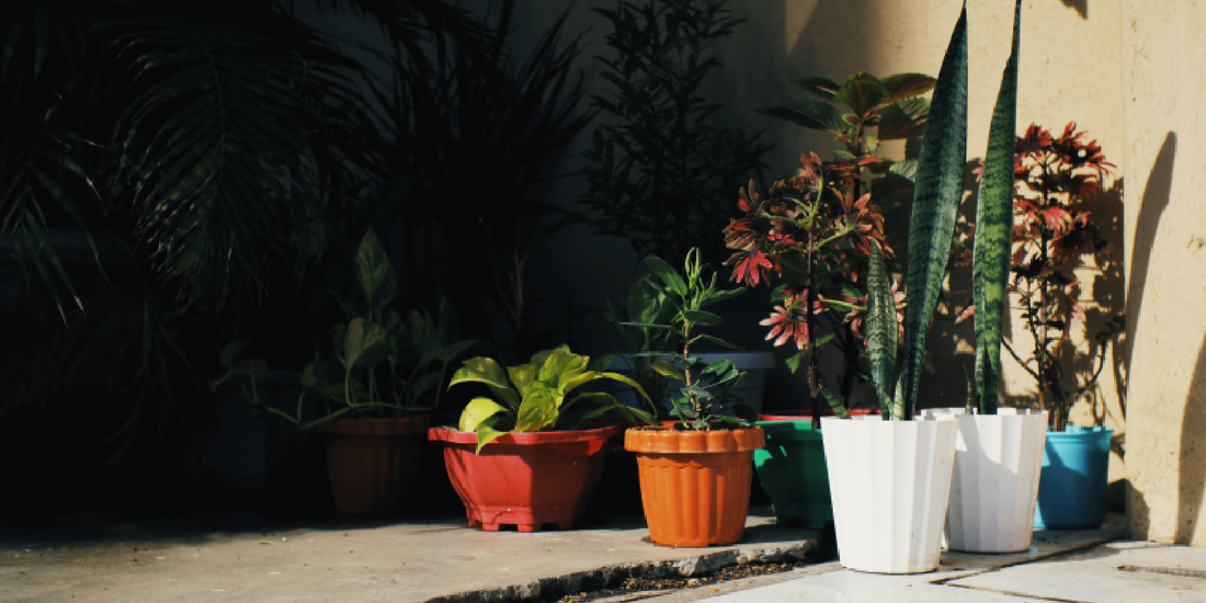 How to Turn a Corner into a Green Oasis