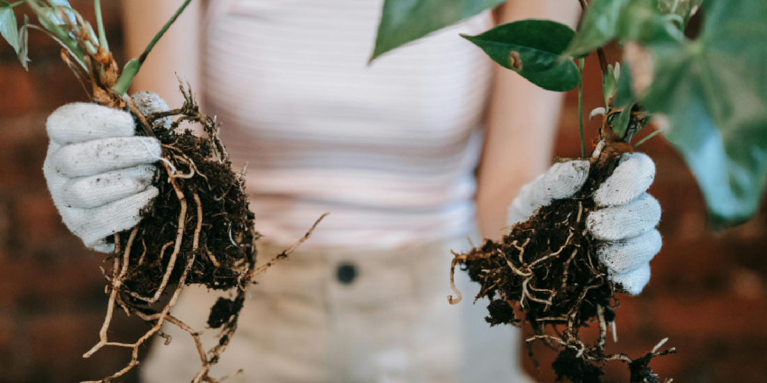 How to Use Plants as Wall Art
