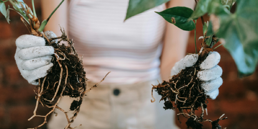 How to Use Plants as Wall Art