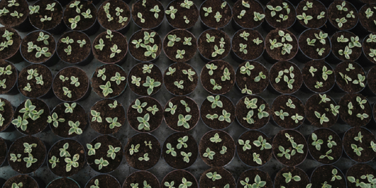 How to Use Vertical Space for Indoor Gardening