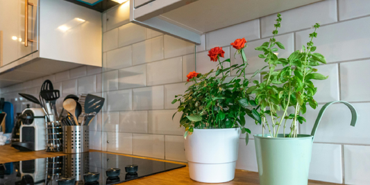 How to Use a Hygrometer for Indoor Gardening