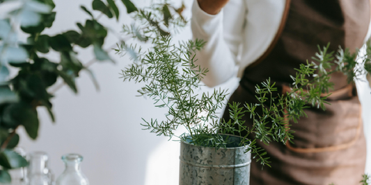 Indoor Flowering Plants That Love LED Light