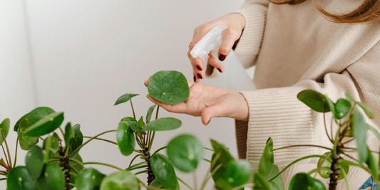 LED vs CFL Grow Lights: What to Know Before Buying