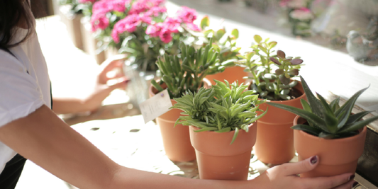 Low Maintenance Plants for Apartment Living