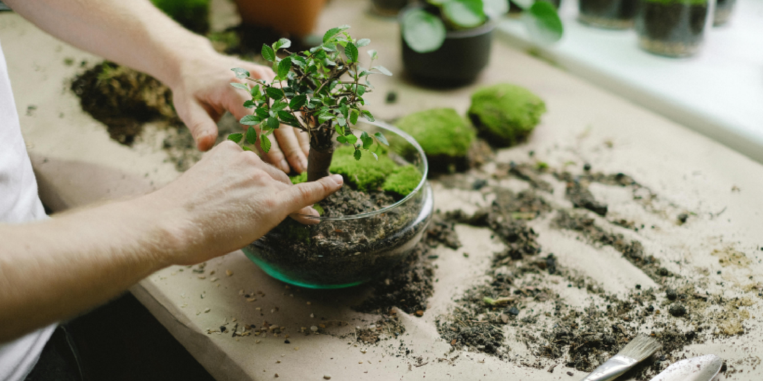 Minimalist Indoor Plant Shelf Designs