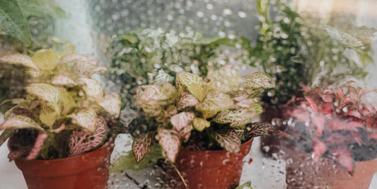 Most Fragrant Indoor Plants for Your Home