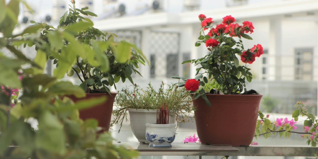 Plant Shelf Inspiration from Instagram Decor Trends
