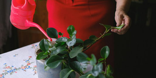 Plant Stand with Grow Light vs Grow Tent