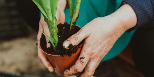 Plant Stand with Light for Seniors: Is It Safe?